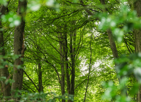 Severn Treescapes | Gloucestershire Wildlife Trust