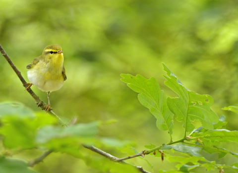 Wood warbler