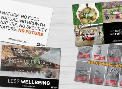 four defend nature postcards