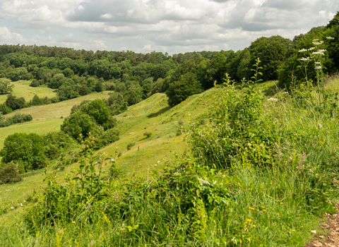 Lush green hill at Crickley