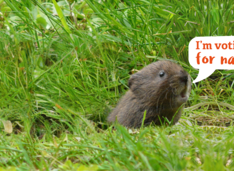 A vole with a speech bubble that reads "I'm voting for nature"