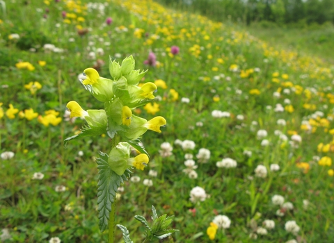 A yellow rattle plant in the foreground, with yellow flowers and green leaves, with a meadow in the background