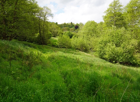 A sloping grassland meadow in the foreground with trees in the background