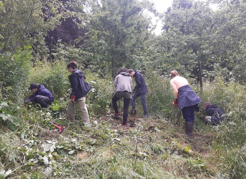 Group of young people clearing dock and brambles from the orchard