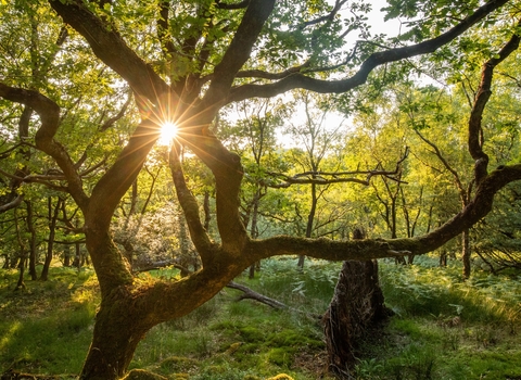 Oak tree with sun shining through