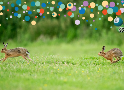 Two hares in a field