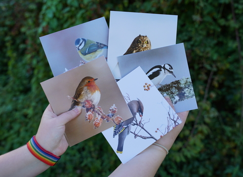 A pack of Winter Birds Christmas cards