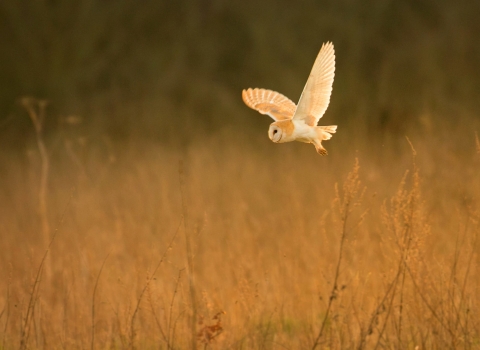 Barn owl swooping over a field 