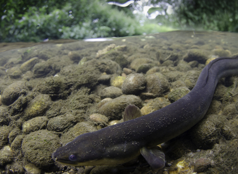 eel under water