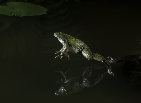 Marsh frog